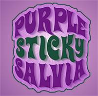  Purple Salvia